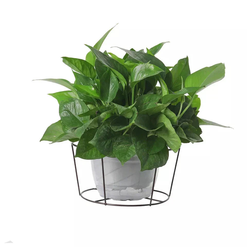 Balcony Railing Flower Pot Hanger Stand – Outdoor Plant Organizer