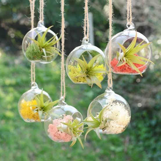 Transparent Globe Hanging Glass Vase